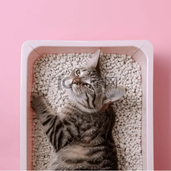 Cat Litter Fragrance Oils - Pet Care Scent Oils GAR-Aromar IFRA & Halal Certified