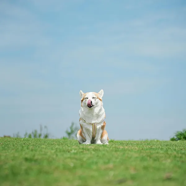 GAR-Aromar Supplies Pet Odor Eliminator Spray Fragrances with High-performance Deodorizing