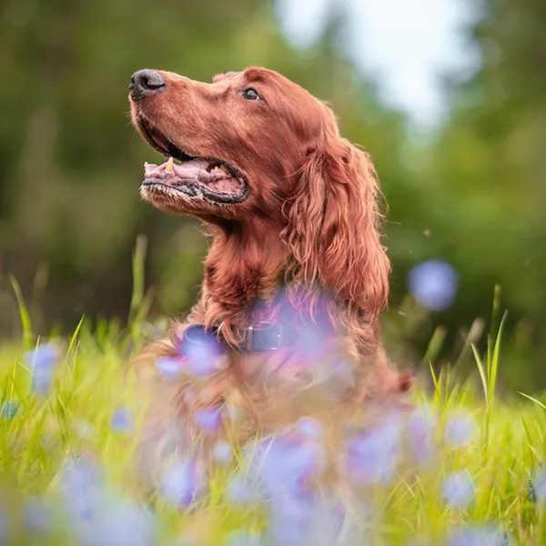 Natural Organic Pet Odor Control Scents - Eco-Friendly Deodorizing Oils GAR-Aromar Safe & Natural