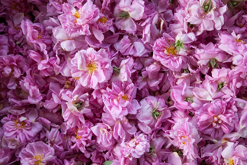Ingredients Globally Sourced, Green Traceability
