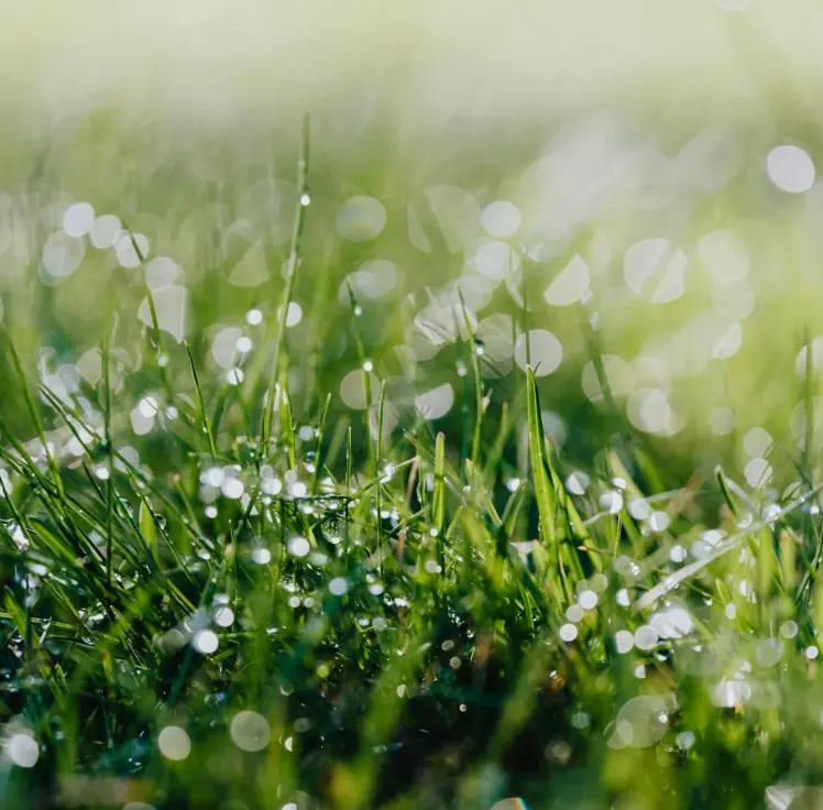 Fresh Fragrance for Scented Candles