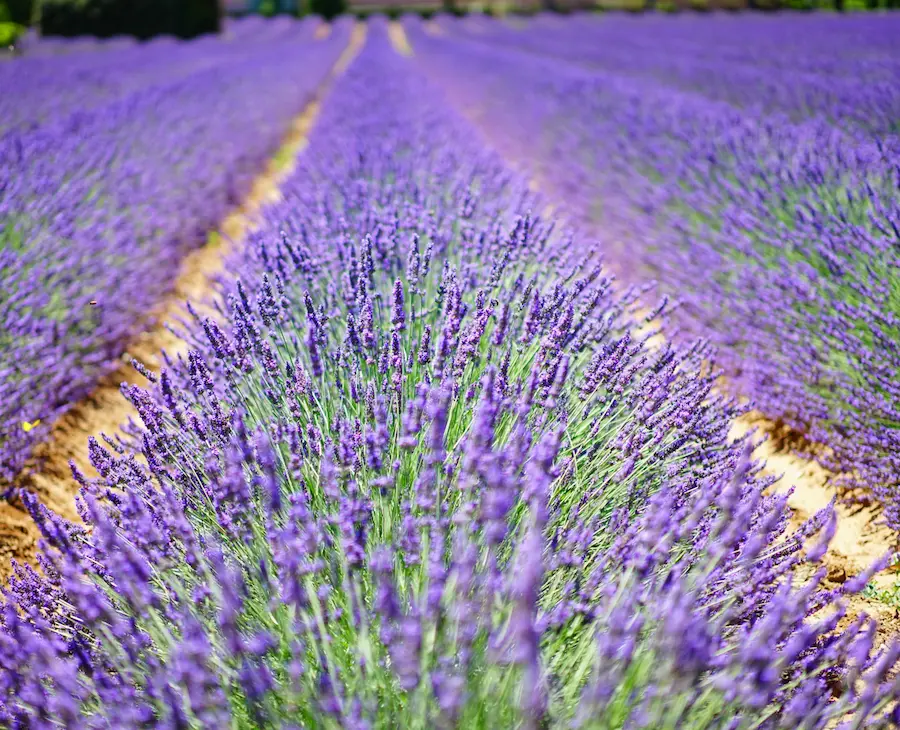 Lavender fragrance oil for detegent