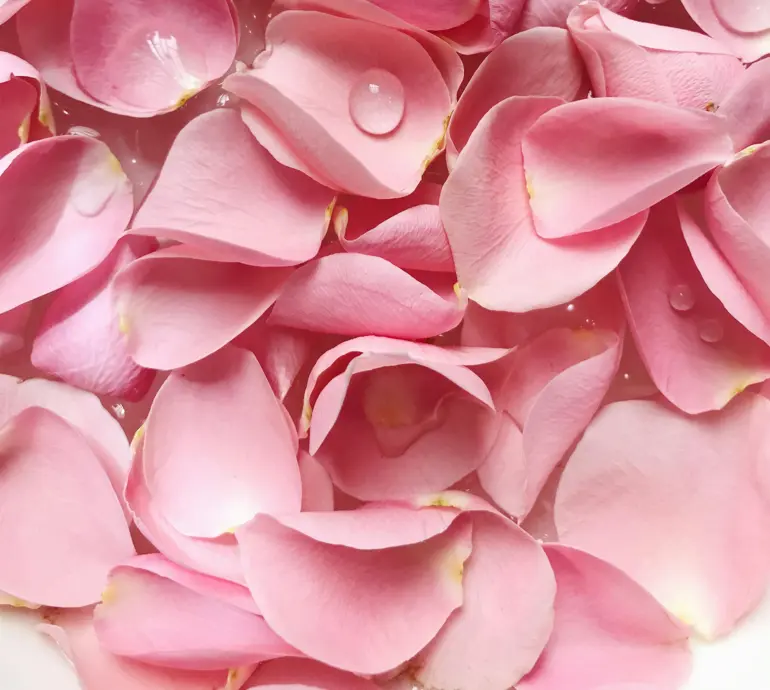 Rose-fragrance-oil-manufacturer